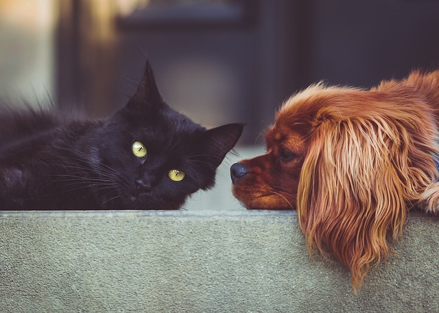 Woolworths Launches WPetInsure: An Exciting Pet Insurance Offering